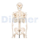 Human Skeleton 18 Mini
